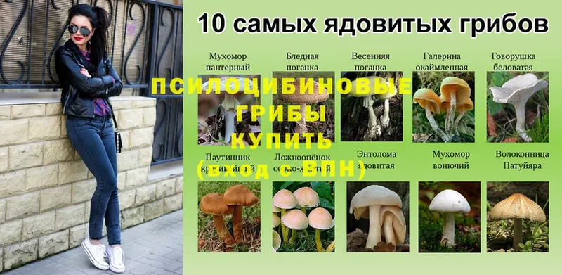 Галлюциногенные грибы Psilocybine cubensis  Калязин 